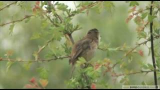 Getting to grips with warblers 3 : Reed Warbler Vs Sedge Warbler