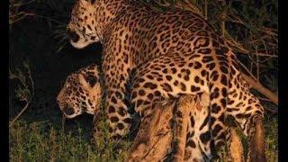 The Jaguar - Full Documentary