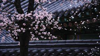 Relaxing Music #37: Traditional Korean Music, Meditation Music, Stress Relief | Black Screen