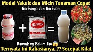 Racikan Pupuk Kilat ! Perangsang Bunga dan Buah Paling Cepat tiada Tandingan Modal Yakult