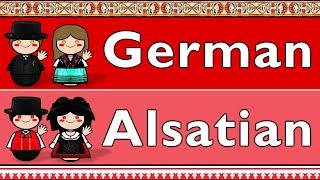 GERMANIC: GERMAN & ALSATIAN