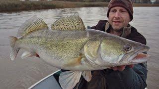 'Kneiteren' am Fluss 11 november 2013, Zander 91 cm