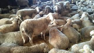 تربيه الغنم في اسبانيا فيديو 3 : الطعام الغنم الحليب