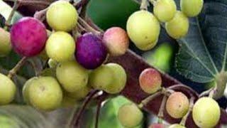 Falsa Fruit Plant and Falsa Garden