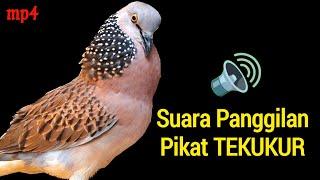 The Sound of the Gacor Turtledove is Most Wanted for Luring the Lazy Sounds