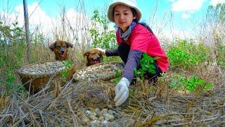 Harvesting Quail Eggs Goes To Market Sell - Cooking, Farm, Feed the chickens and ducks | Tieu Lien