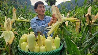 Harvesting Corn Goes to the market sell - Gardening - Take Care Of The Pet | Solo Survival