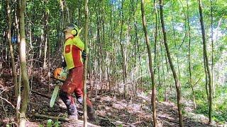 Forest cultivation - educational logging, second intervention in the forest, Amles, Stihl, Husqvarna