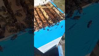 трутень #bee #пчелиныйрой #beekeeper