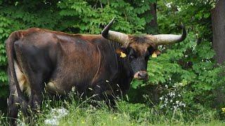 Heck Cattle | Hitler’s Aurochs