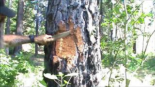 how to harvest edible tree cambium layer,tutorial,demonstration and discussion