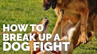 How to Break up a Dog Fight