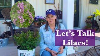 Lilacs and How To Care For Them  //Gardening On Taylor Mountain ‍