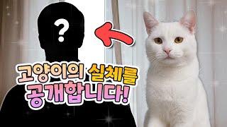 고양이 목소리의 비밀 | 고양이산책