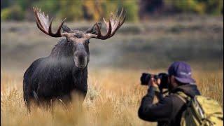 Wildlife Photography in Grand Teton National Park - Bull Moose - Nikon Z9