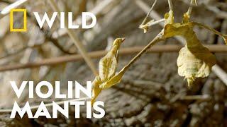 Watch This Mantis Camouflage | Unexplored India | National Geographic WILD UK