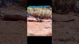 Leopard hunting impala #trending #animals #wildlife #leopard #viralshort #viralshorts #youtube#short