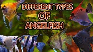 The different types of angelfish