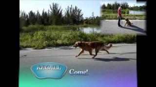 CODYs DOGumentary-Obedience Training