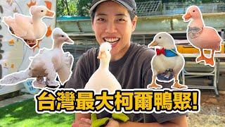 阿飛長大了回娘家~好多鴨鴨 一團混亂 笑料百出! 給你滿滿柯爾鴨 整集姨母笑!