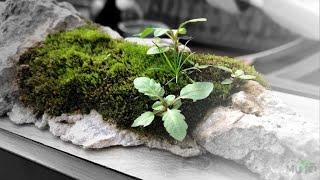 Moss garden - miniature table top self-watering garden