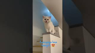 kucing ketawa lucu 