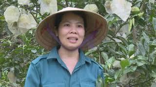 TÌNH HÌNH PHÁT TRIỂN CÂY ĂN QUẢ CÓ MÚI TẠI HÀ TĨNH
