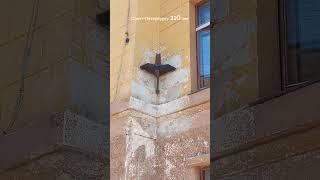 320 лет Санкт-Петербургу и Фестиваль мороженного