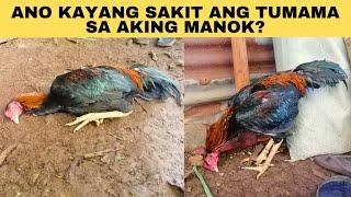 Ano kayang sakit ang tumama sa aking manok?