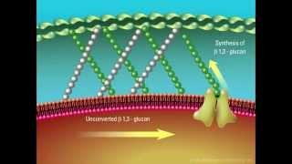 Overview of the Fungal Cell Structure