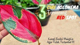 3 Tanda Serangan Red Spot Pada Aglonema | Ciri Aglonema Terserang Penyakit #tipsandtricks #tips