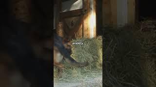 Why Dogs Chase Their Own Tail  | PetCentric TV #shorts #video #animals #pets #petlovers #dog