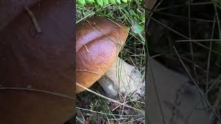 Porcini foraging. Boletus edulis thrive in forests, often near pine, spruce, or oak trees.