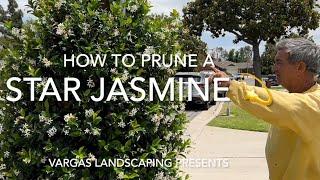 Prune a Star Jasmine - Vargas Landscaping Presents