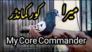 Core Commander Kabootar ||           کور کمانڈر کبوتر || Syed pigeons officials