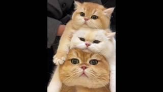 Awwww you guys are so cuteeee  #cat #cats #pets #kitten #cute #cutecat #catlover #fyp #shorts