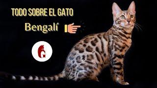 Bengal Cat  All information (Subtitles)