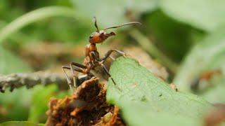 Landschaften voller Leben – Insekten im Boden