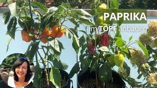 Paprika im Topf/Kübel anbauen - die wichtigsten Infos von der Aussaat bis zur Ernte