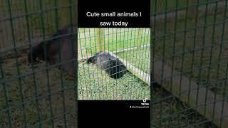 cute small animals I saw at the farm park this month