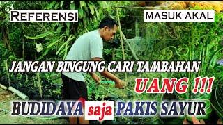 BUDIDAYA PAKIS SAYUR (PAKU) DILAKUKAN DISEKITAR RUMAH || MEDIA POLYBAG