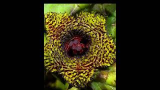 La Flor Carroñera o Erizo, Huernia hystrix #Huernias #Suculentas #Jardin #Plantas #cactaceas