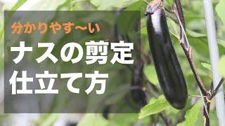 [Illustrated] The world's easiest way to prune and train eggplants: How to harvest 100 eggplants ...