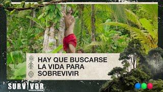 Peligro total: los supervivientes subieron a la copa de un árbol para conseguir... - Survivor 2024