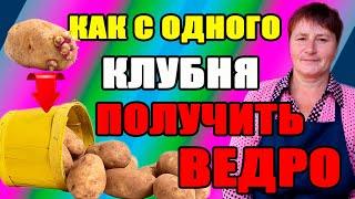 Как с одного клубня картофеля получить ведро. Как бороться с фитофторой.