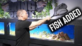 Adding the fish to the NEW 16 foot long planted aquarium  - The king of DIY