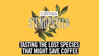 Tasting The Lost Species That Might Save Coffee