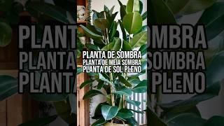 O QUE SIGNIFICA: PLANTA DE SOMBRA, MEIA SOMBRA E SOL PLENO? | Entenda as diferenças entre cada uma!