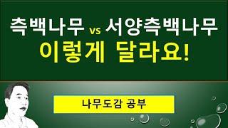 측백나무 vs 서양측백나무 : 이렇게 달라요! : 숨구멍줄(기공선), 비늘조각(인편), 밑씨(배주), 샘점(선점), 열매조각(실편), 솔방울열매(구과)