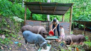 Build a complete pig pen, Build a farm life - Triệu Thị Hiền